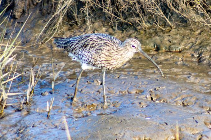 Eurasian Curlew (Numenius arquata) River bank